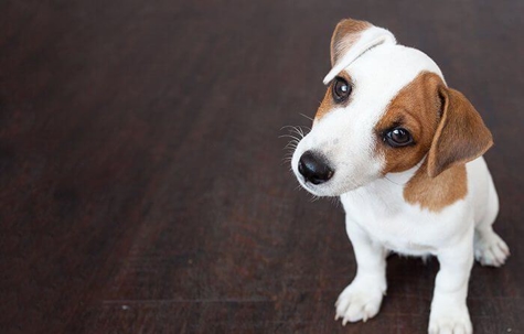 Pets Rights in a Divorce